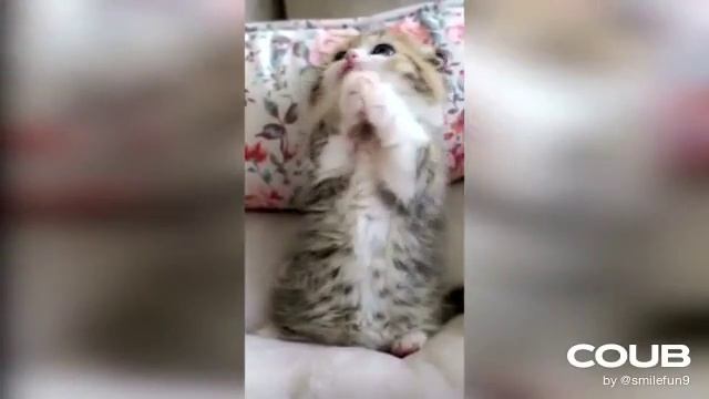 1611433212_looped_1611433211.mp4 смотреть онлайн