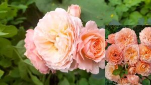 Роза Андре Тюрка (Andre Turcat, Андрэ Тюрка) Шраб. Первое цветение!