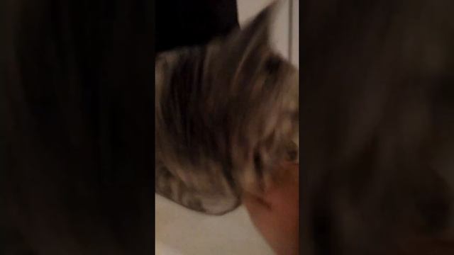 Пробуждение кота смотреть онлайн