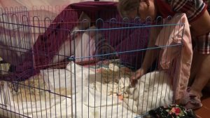 Роды Мальтийской Болонки.12 июля наша Ляля стала мамой#Ночные#роды.Щенки Мальтийской Болонки.