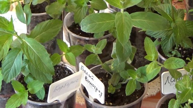 Новинки мяты в моей коллекции смотреть онлайн