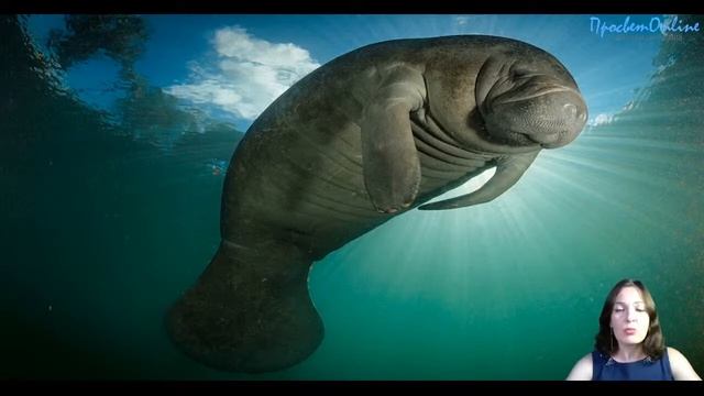Кто такие ламантины