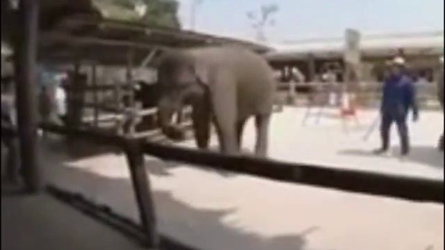 СЛОН ТАНЦУЕТ ПОД МУЗЫКУ смотреть онлайн