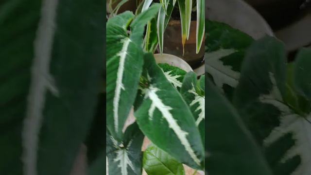 Syngonium wendlandii, a South American garden gem смотреть онлайн