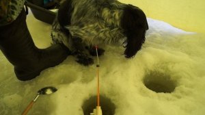 Подлёдная рыбалка на реке Печора в марте. Подводные съёмки хариуса и сига. Огромный хариус