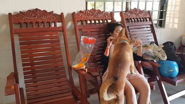 Funny Girls is Having Fun with Her Smart Dog смотреть онлайн