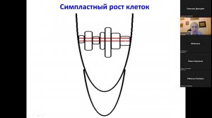 Виктор Борисович Иванов (ИФР РАН) - Пролиферация клеток в апикальный меристеме корня