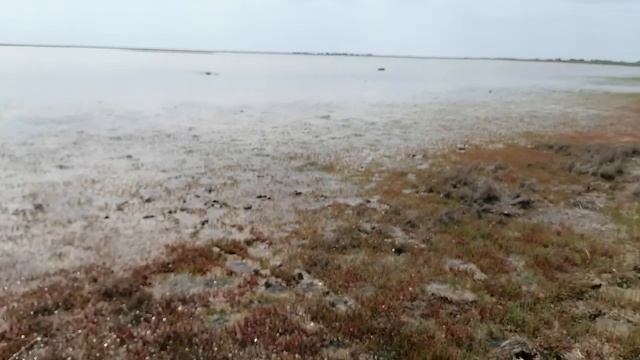 "Марсианская" трава солерос. Растение меняет цвет. Канал Тутси. смотреть онлайн