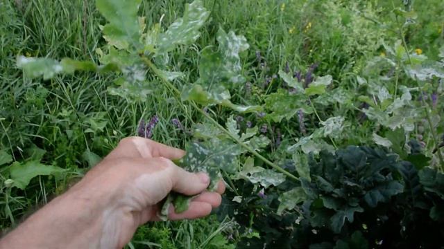 Молодые дубки выросли на 50см за месяц смотреть онлайн