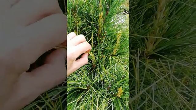 Кедр - сосна сибирская ФОРМИРОВКА компактных деревьев смотреть онлайн