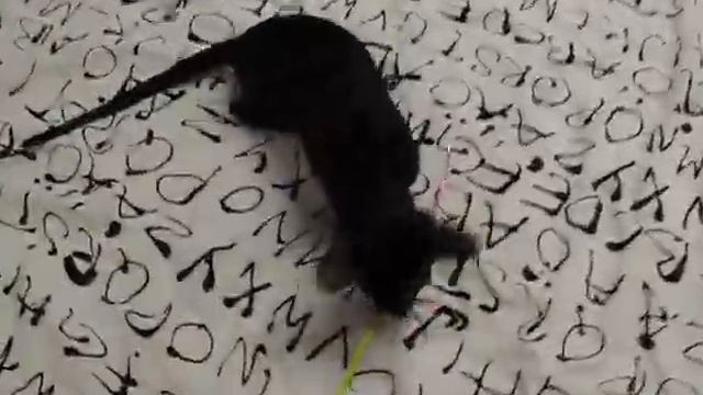 Котики играют) смотреть онлайн