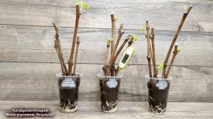 🍇 Даже не ДУМАЙ ТАК ПРИМЕНЯТЬ КОРНЕВИН при укоренении черенков винограда. Не ОШИБИСЬ с дозировкой!