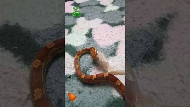 Маисовый полоз кормление ?????????? смотреть онлайн