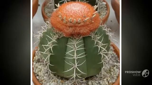 Melocactus - garden plants смотреть онлайн