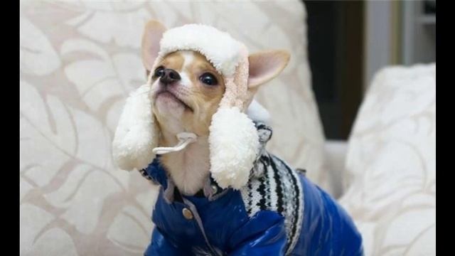 шапки для собак маленьких смотреть онлайн