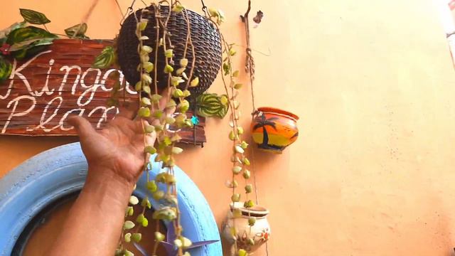 DIY Creative Plastic Bottle Planter смотреть онлайн