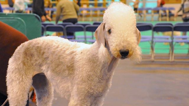 These Are 10 Cutest Hypoallergenic Dog Breeds 🐶 ❤️ смотреть онлайн