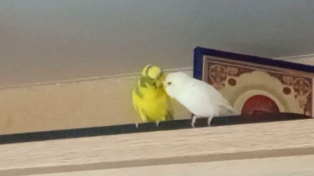 Самка попугая ухаживает за самцом. смотреть онлайн