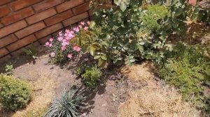 Мои разные почвопокровники.