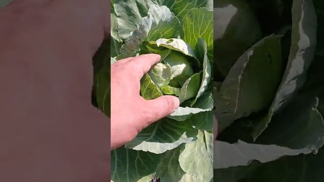 Урожай Капусты 2022 смотреть онлайн