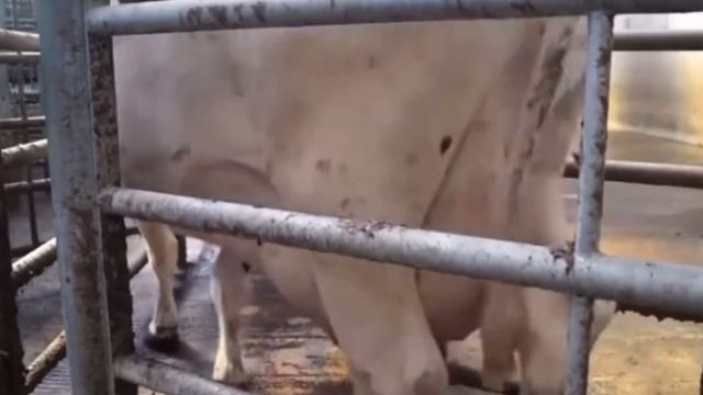 Коровьи пуки теперь под запретом 🚫 🐮 Интересно, как они считают пуки? смотреть онлайн