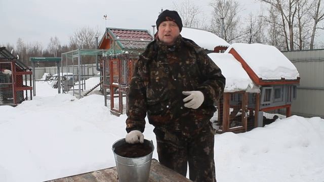 Самая лучшая подстилка для кур.