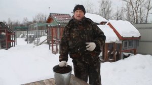 Самая лучшая подстилка для кур.