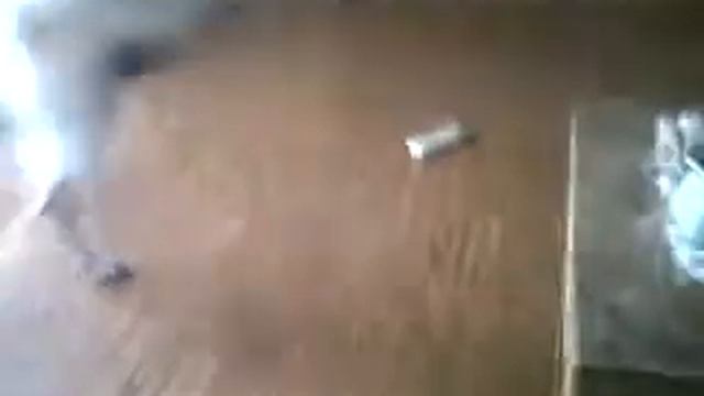 yellow lab plays with lab pitbull mix смотреть онлайн