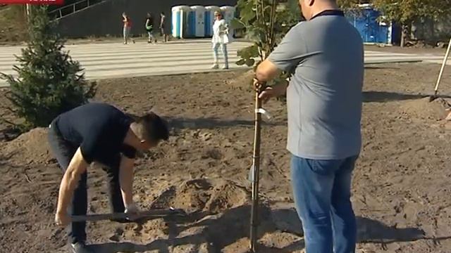 В 2017 году в Волгограде высадили шесть тысяч деревьев смотреть онлайн