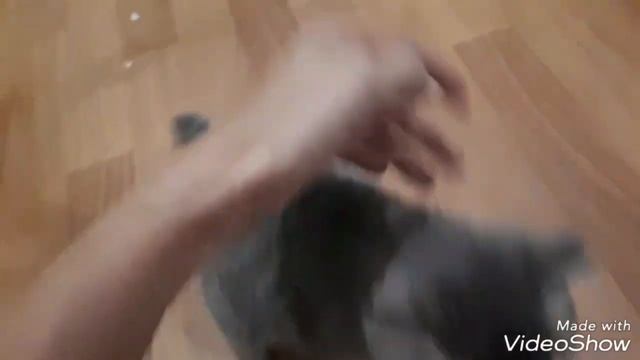 Котенок, первые шаги после того, как принесли домой смотреть онлайн