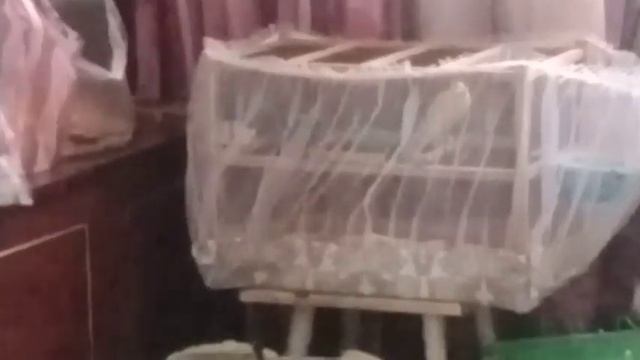 Кенары поют. Канарейки.