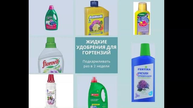 Метельчатая гортензия Ванила Фрейз смотреть онлайн