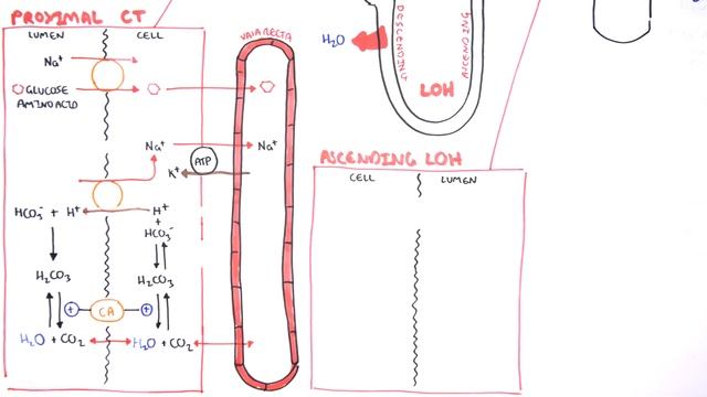 Nephrology - Physiology Reabsorption and Secretion смотреть онлайн