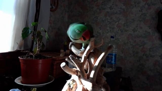 Большой Александрийский попугай разговаривает смотреть онлайн