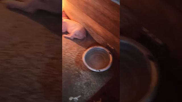 Чем мы кормим поросят. Старт для поросят. Свиноферма. Поросята растут👍 смотреть онлайн