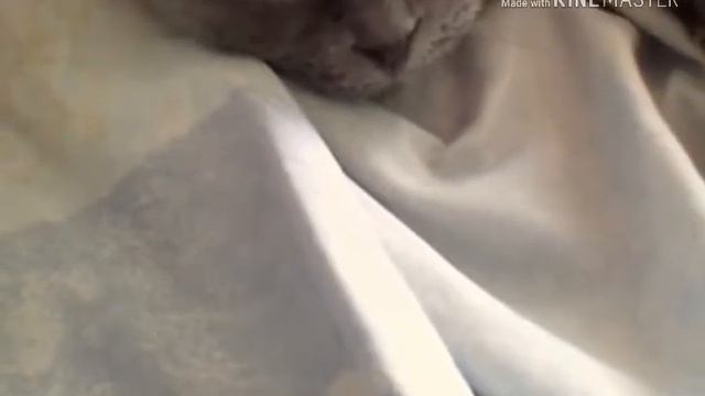 Она у меня одна и все равно я не какого любого котенка не полюблю так как мою Нюшку смотреть онлайн
