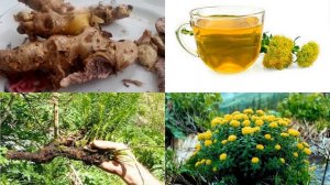 Золотой корень. Рецепты от болезней AyurClub