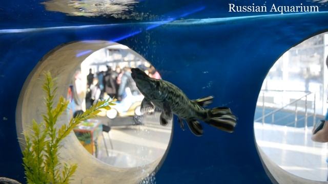 Lepisosteus oculatus Spotted Gar Щука Панцирная смотреть онлайн