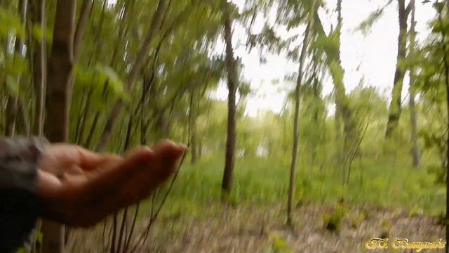 Белки в парке. Сладкая парочка - Лёха и Пташечка. (23.05.2019) смотреть онлайн