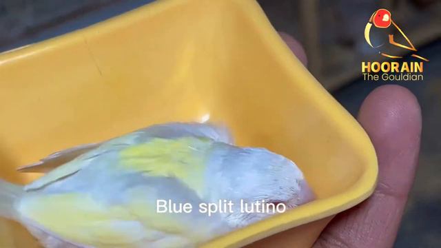 Lutino Gouldians chik world class standard смотреть онлайн