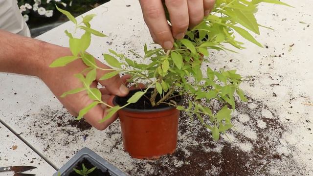 EP167 - How to take cuttings - Golden Lemon Verbena смотреть онлайн