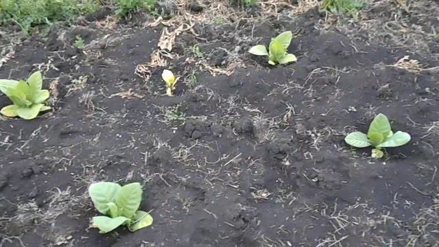 Табак 27 дней ( ЖИВЕТ В ДЕРЕВНЕ )) смотреть онлайн