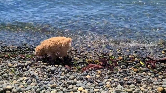 Puppy Growing 8 Weeks to 1 Year | Cavapoo смотреть онлайн