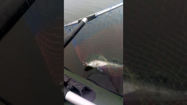 р. Преголя. Отчёты. смотреть онлайн