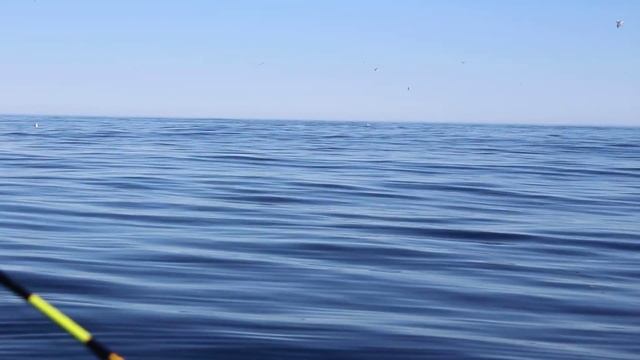 Косатки и синие киты жрут мойву смотреть онлайн