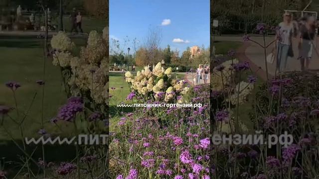 Гортензия Метельчатая Полярный Медведь(Полар Бир) самый зимостойкий сорт -40. смотреть онлайн