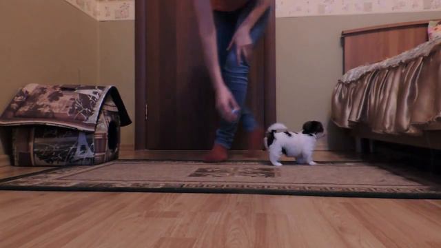 Бивер девочка 2 Питомник "GraceCode" смотреть онлайн