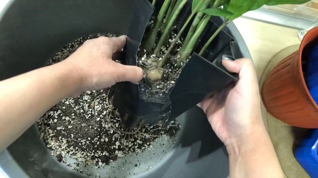 Замиокулькас / Результат омоложения Замиокулькаса / Результат размножения Замиокулькаса "ветками" смотреть онлайн