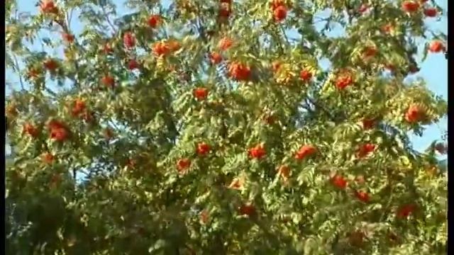 Ансамбль ассоциации "ПромАгро" - Край Рябиновый смотреть онлайн