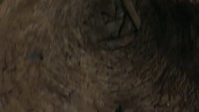 Кала-Корейш смотреть онлайн